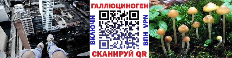 наркошоп  Апшеронск  MEGA маркетплейс  Псилоцибиновые грибы GOLDEN TEACHER 